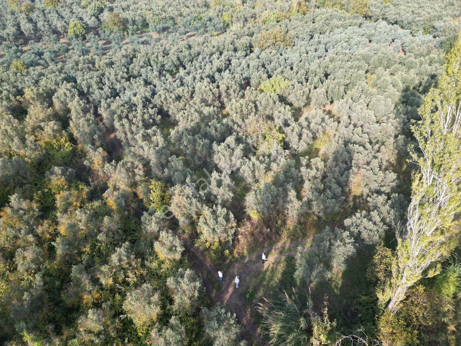 Gemlik Adliye Köyünde Satılık Zeytinlik 4755m2. Yol Su Var - Görsel 6