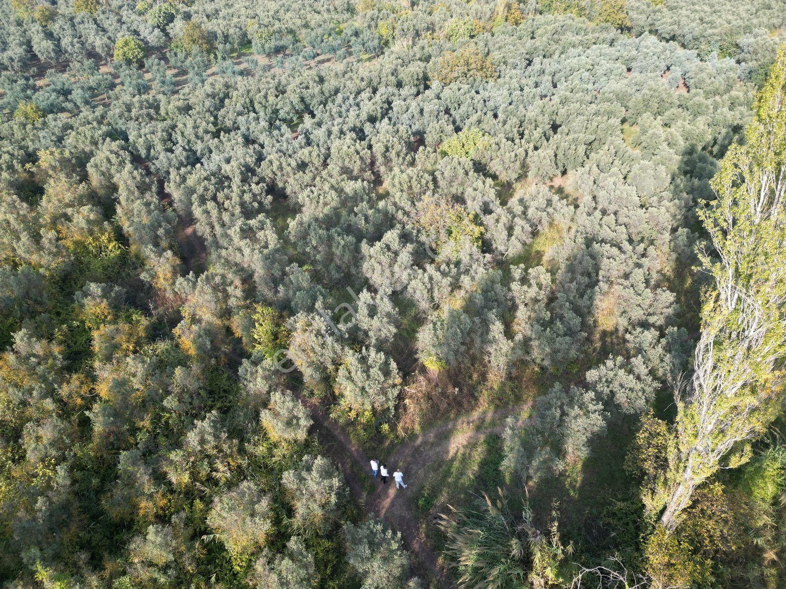 Gemlik Adliye Köyünde Satılık Zeytinlik 4755m2. Yol Su Var - Görsel 9