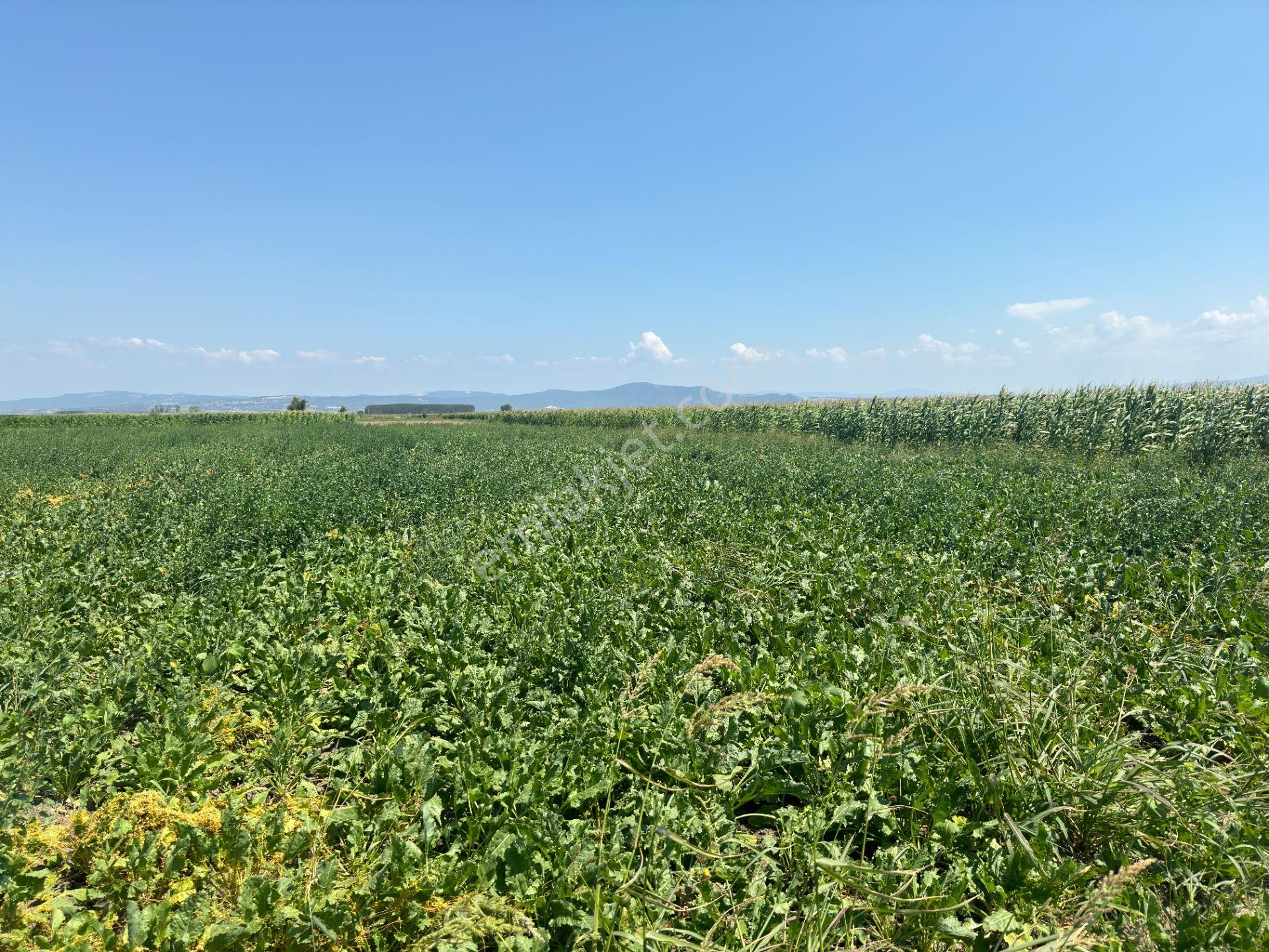 Mustafakemalpaşa Ovaazatlı Satılık Tarla  BURSA MUSTAFAKEMALPAŞA OVAAZATLI KÖYÜ 4.753 M2 SATILIK TARLA