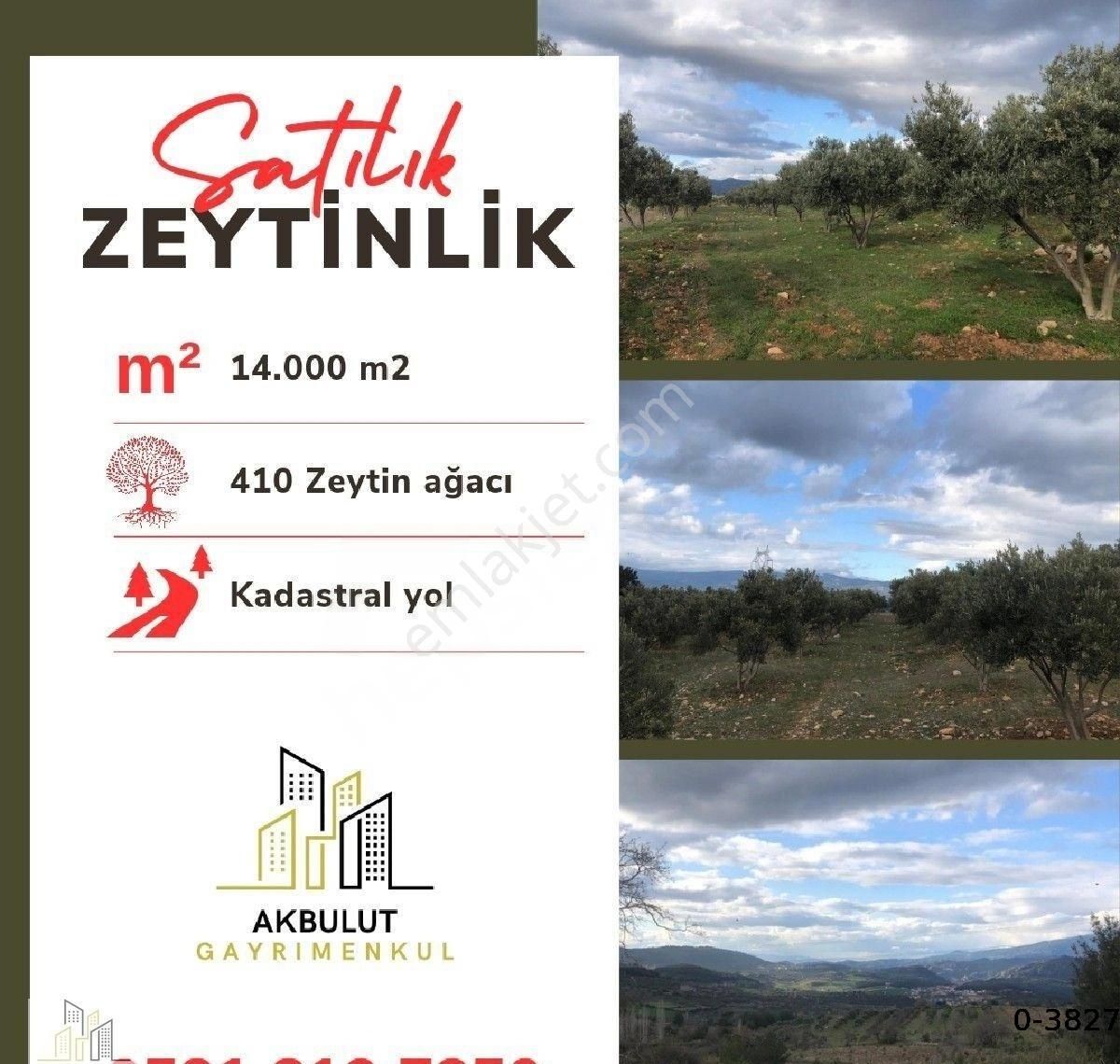 Yatağan Kadıköy Satılık Zeytinlik Kadıköy Mahallesinde Satılık 14 Dönüm Zeytinlik