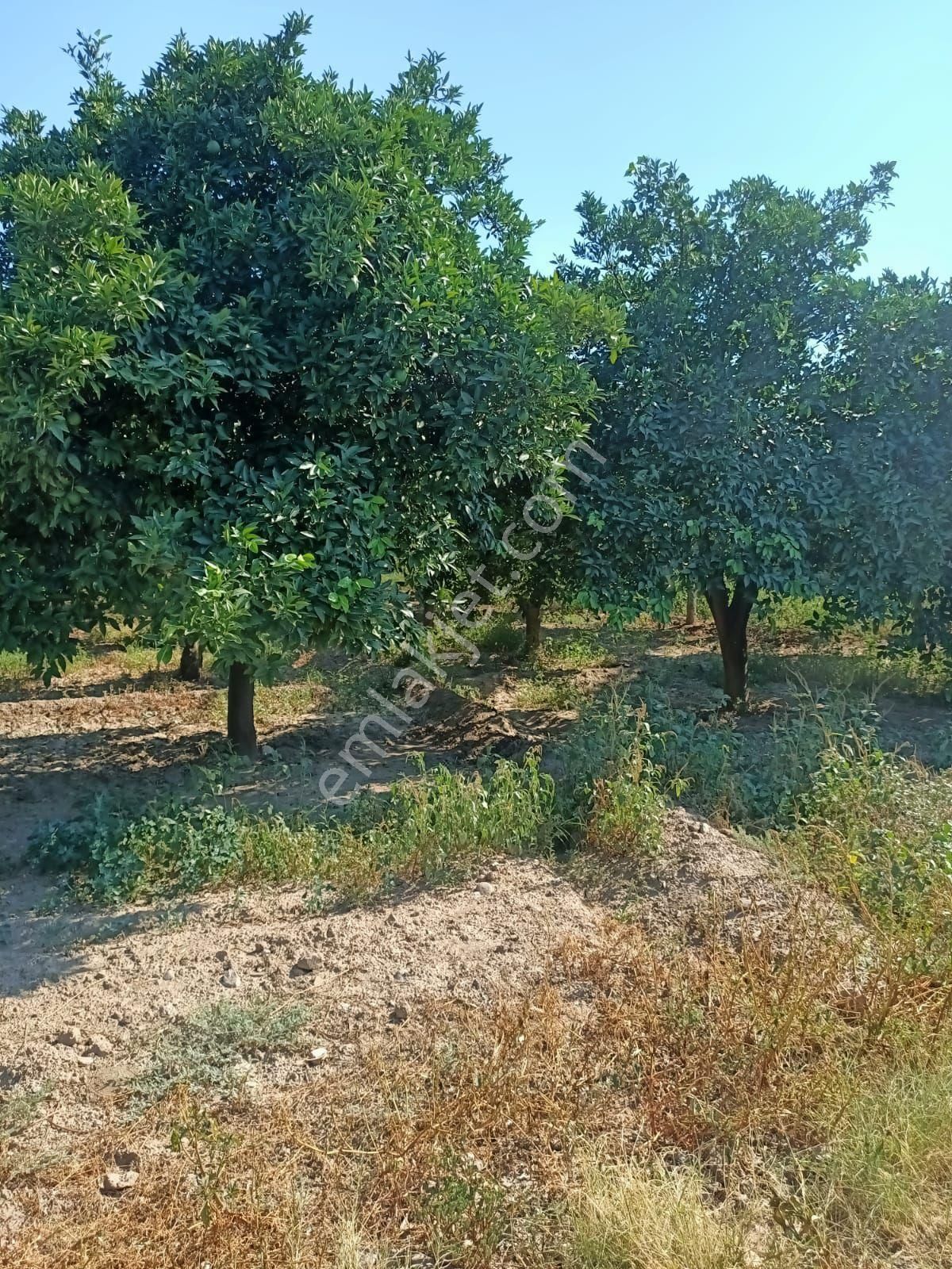 Nazilli Hamzallı Satılık Konut İmarlı KONUT İMARLI FIRSAT ARSA