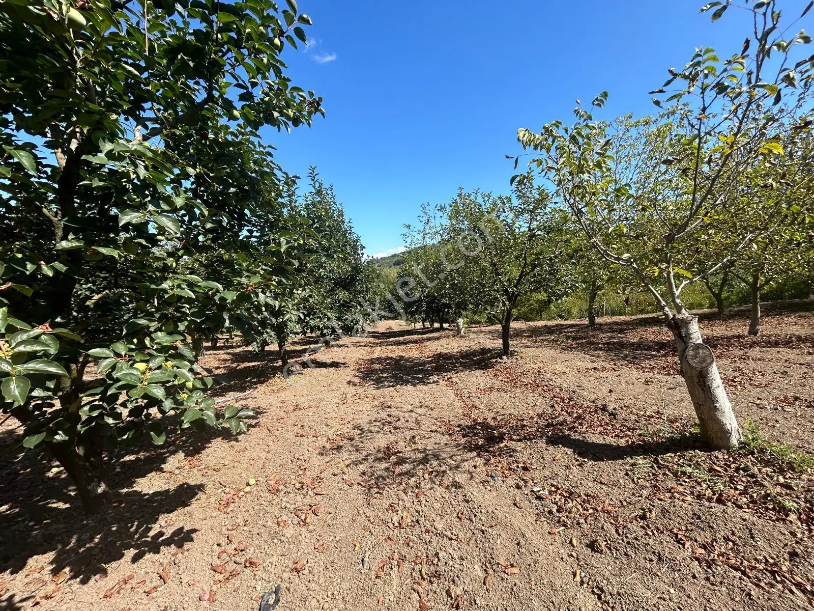 Kocaeli Karamürsel Akçat Satılık 6399 M2 Meyve Bahçesi - Görsel 5