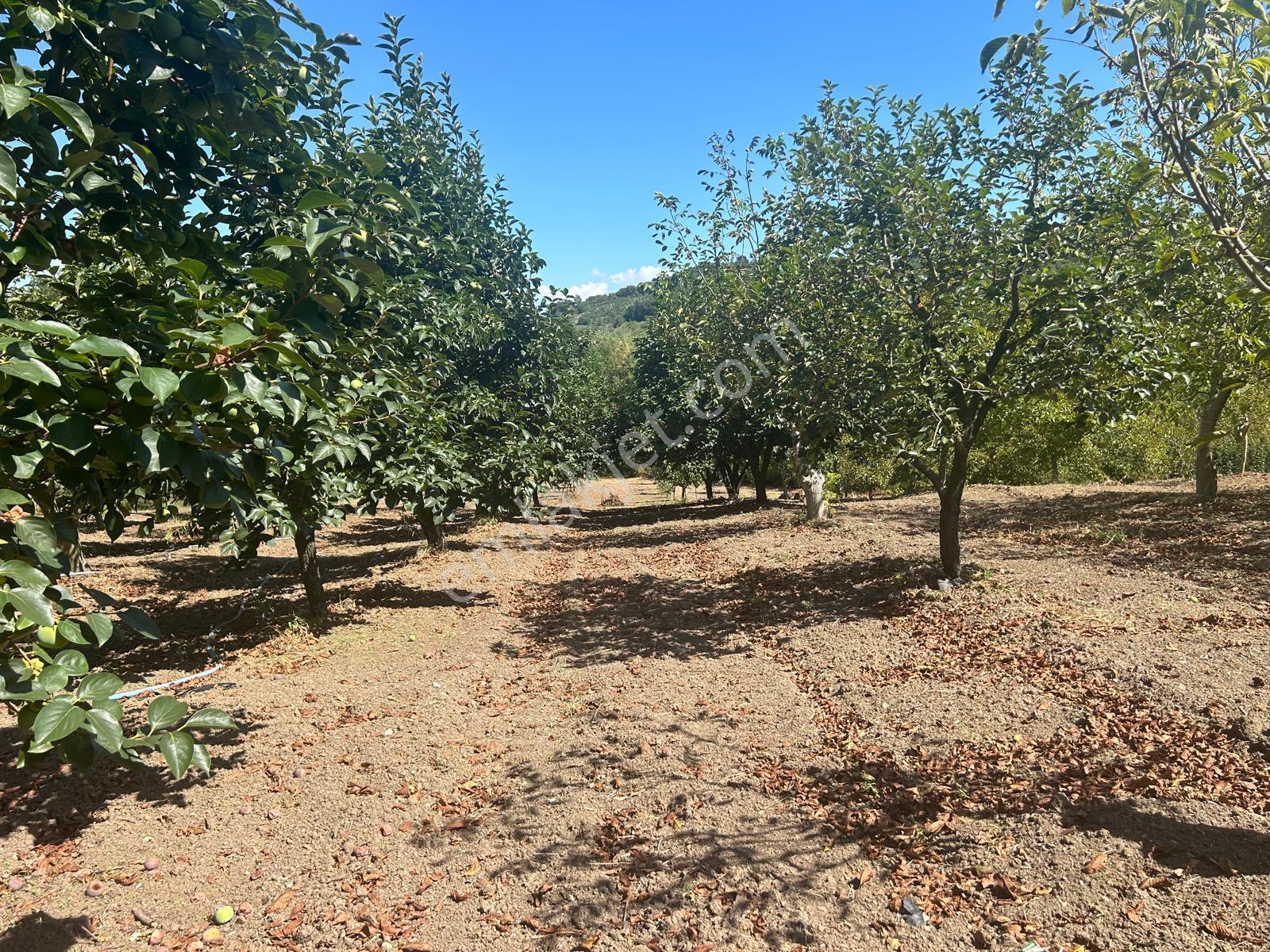 Kocaeli Karamürsel Akçat Satılık 6399 M2 Meyve Bahçesi - Görsel 3
