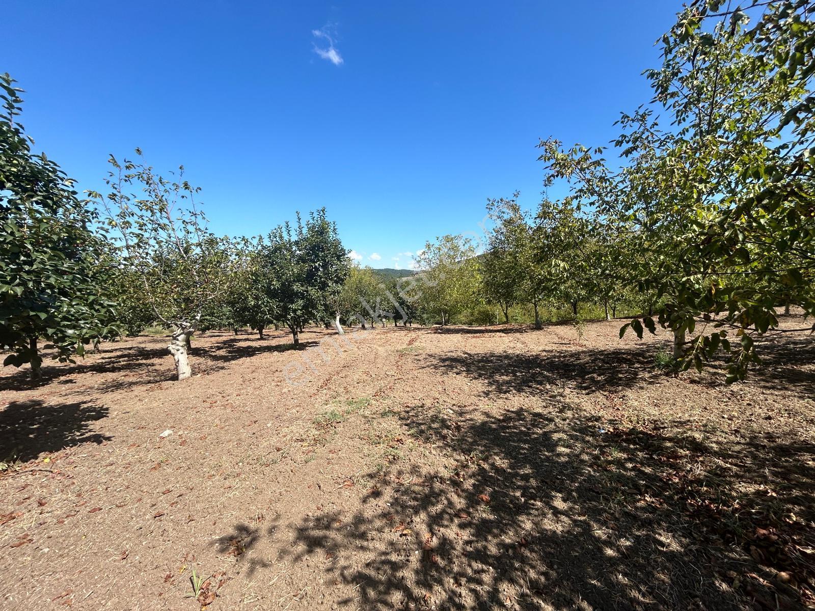 Kocaeli Karamürsel Akçat Satılık 6399 M2 Meyve Bahçesi - Görsel 2