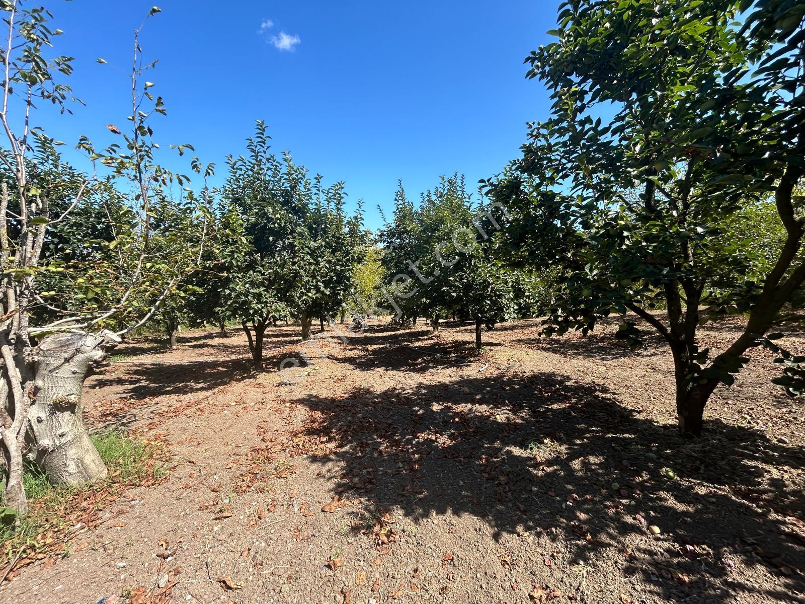 Kocaeli Karamürsel Akçat Satılık 6399 M2 Meyve Bahçesi - Görsel 6