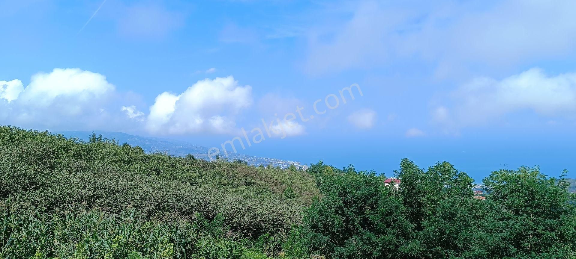 Akçaabat Söğütlü Satılık Konut İmarlı  Akçaabat,Söğütlü, Esentepe'de Satılık Arsalar(Açıklamayı Okuyunuz)