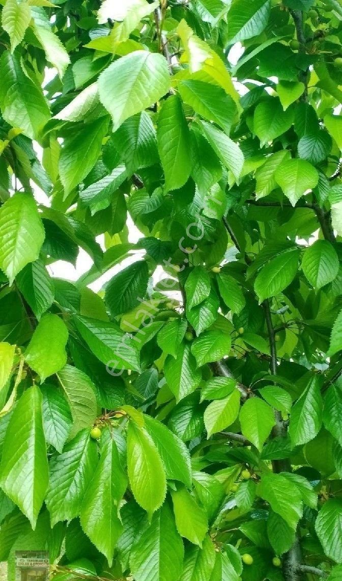 Korkuteli Yeşilyayla Satılık Tarla antalya korkuteli yeşil yaylada satılık arazi damlama suyu var.