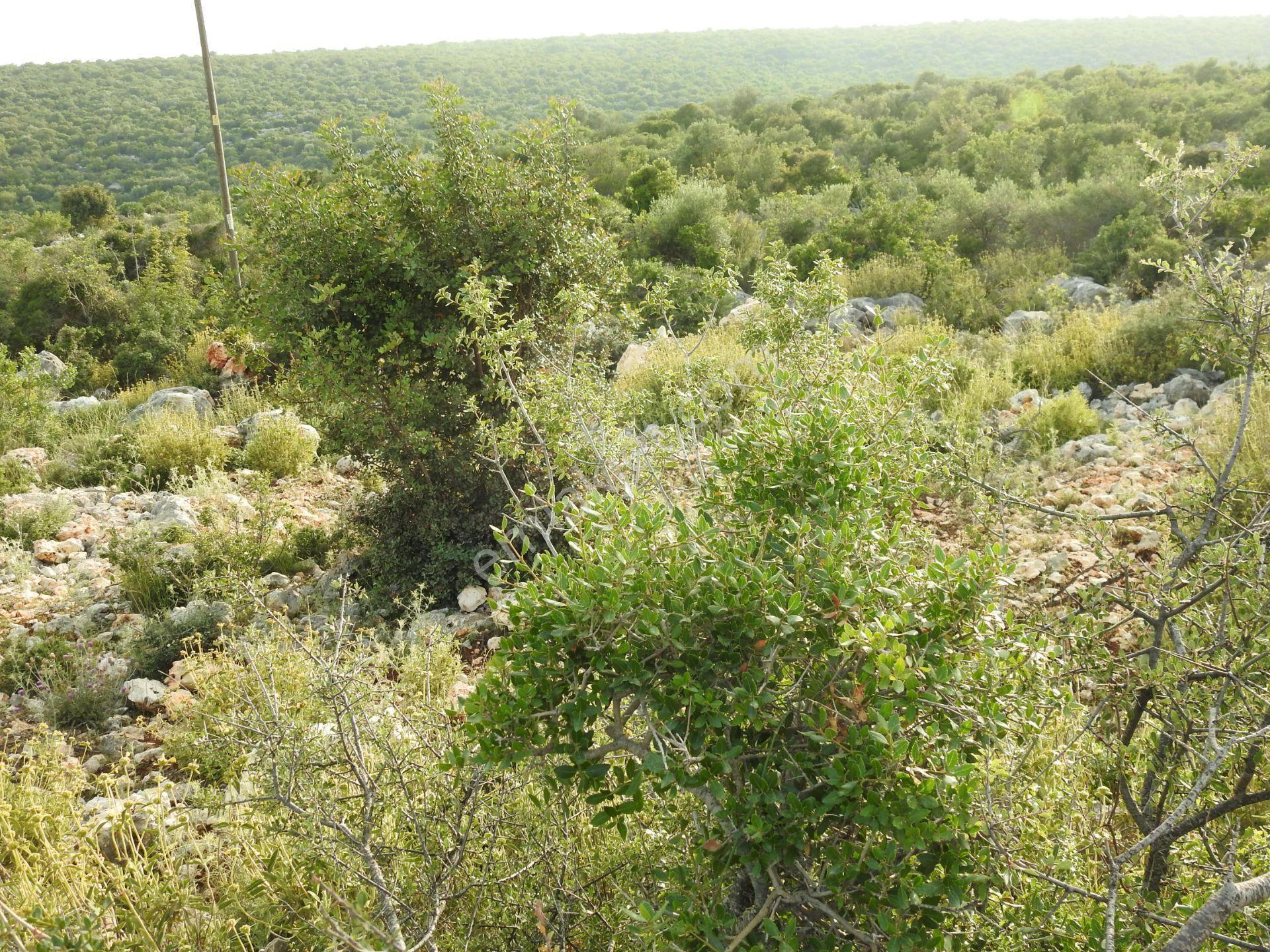 Hüseyinler De Yol Kenarı Deniz Manzaralı Satılık 3730 M2 Tarla!!! - Görsel 13