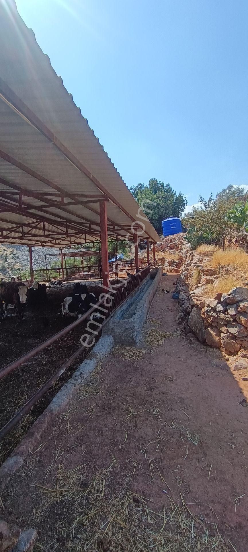 Bizim Emlak'tan Sağlık Köyünde Satılık Çiftlik Ve Köy Evi - Görsel 20