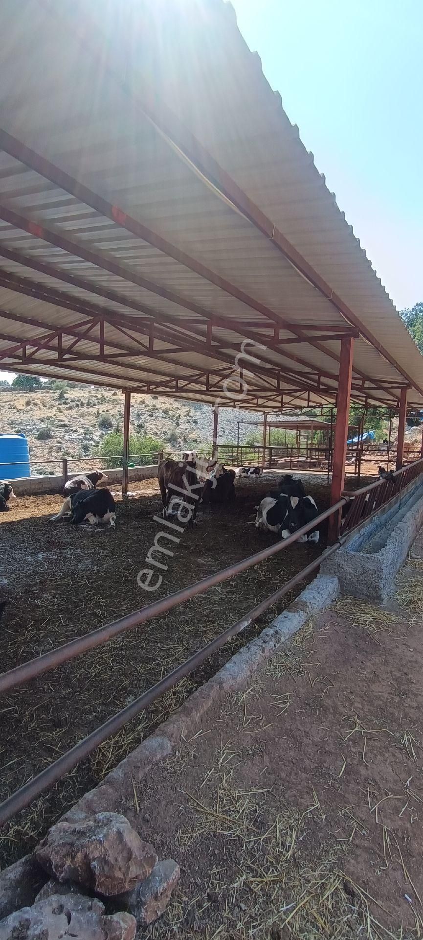 Bizim Emlak'tan Sağlık Köyünde Satılık Çiftlik Ve Köy Evi - Görsel 21