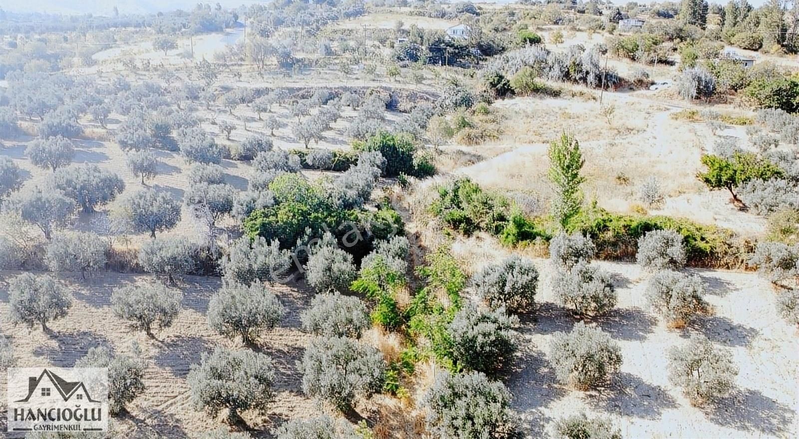 Şarköy Mürefte Satılık Tarla Hancıoğlu'ndan Müreftede Deniz Manzaralı Zeytinlik