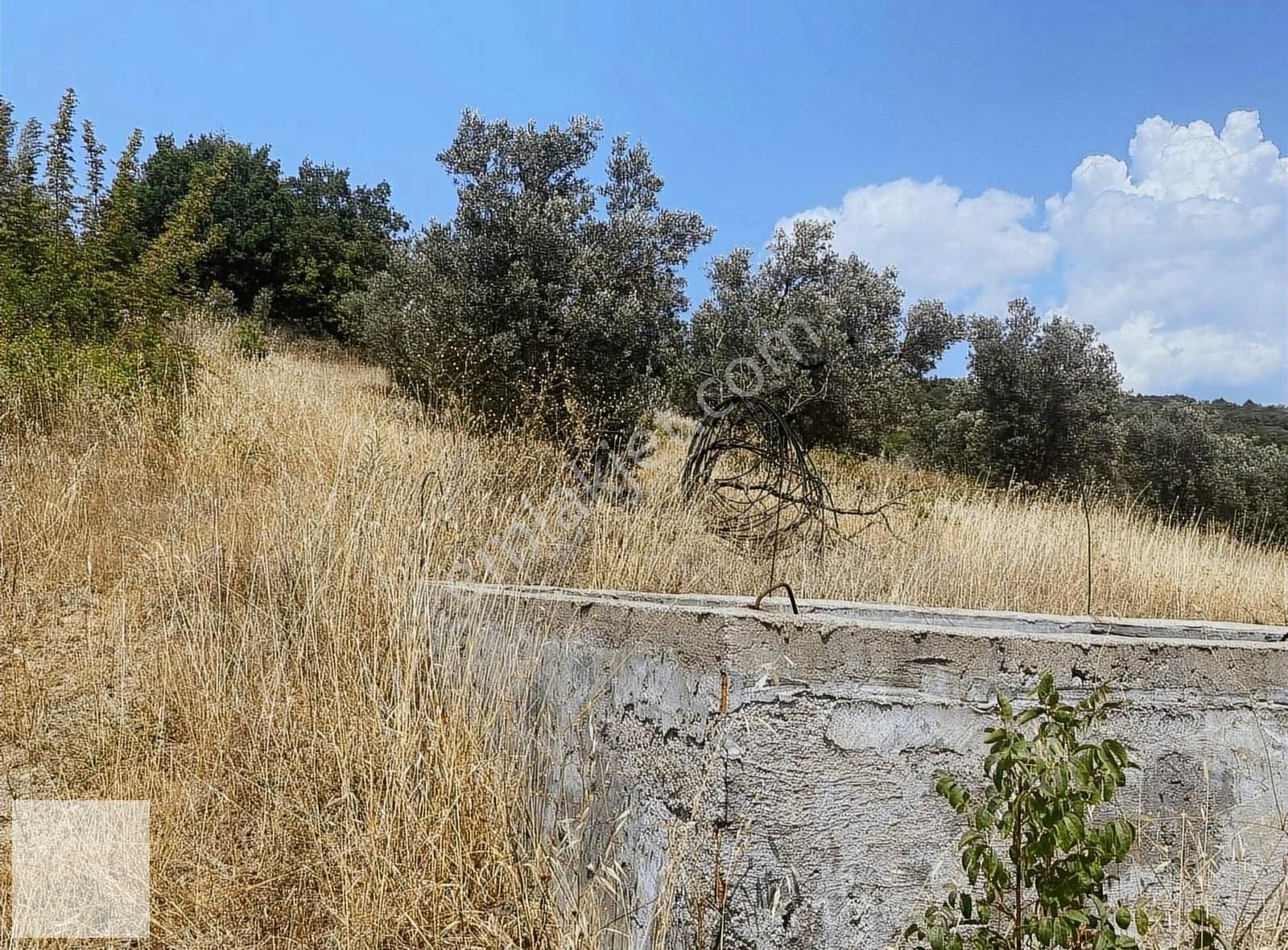 İznik Selçuk Satılık Tarla İznik Alakaya Da Yanyana İki Tapu Zeytinlik