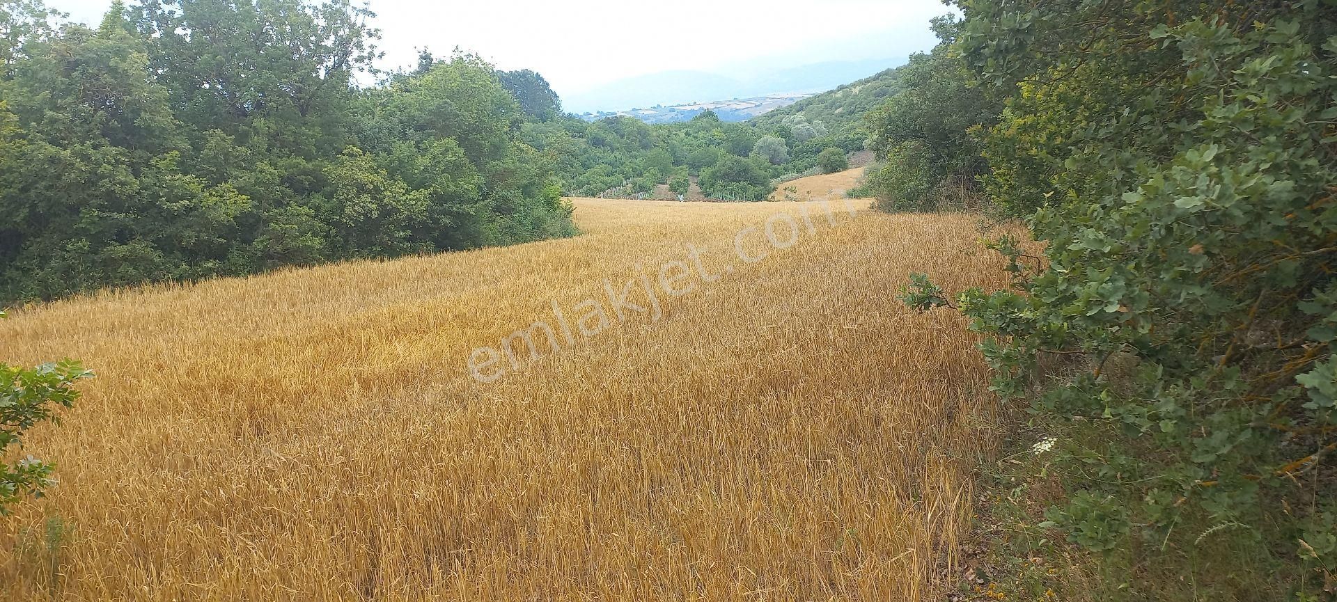 İnegöl Yeniyörük Satılık Tarla Bursa'da Satılık 5 Dönüm Arazi