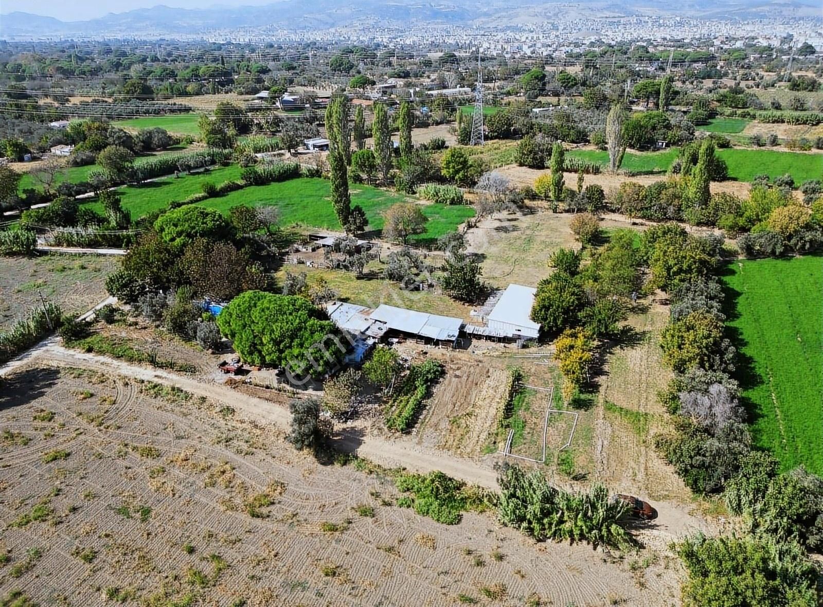 Bergama Atatürk Satılık Tarla BAĞLARDA 1750 M2 MEYVE BAHÇESİ