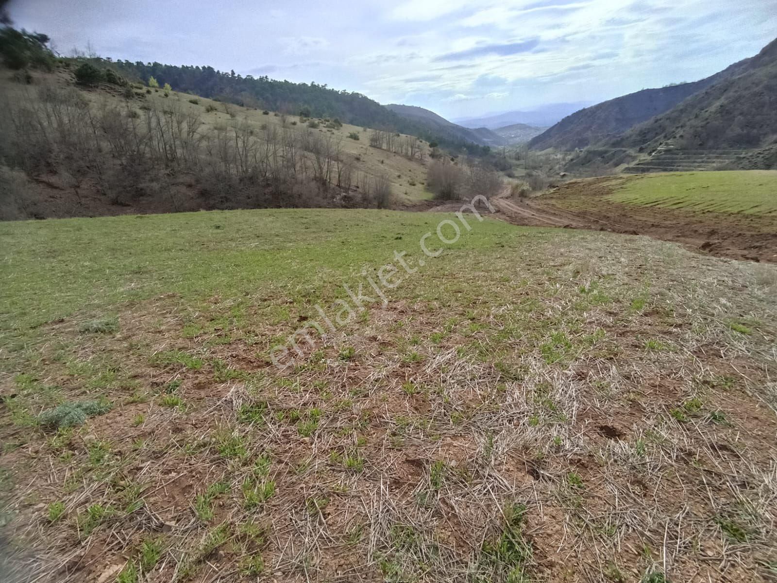 Amasya Merkez Aydınlık Köyü Satılık Tarla AMASYA MERKEZ AYDINLIK KÖYÜ SATILIK TARLA 3805 MK.