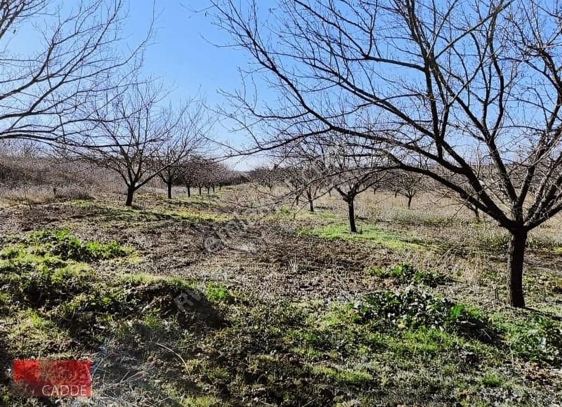 Yazıhan Tecirli Satılık Bağ & Bahçe RW DEN YAZIHAN TECİRLİDE KAÇIRILMAYACAK BAHÇE