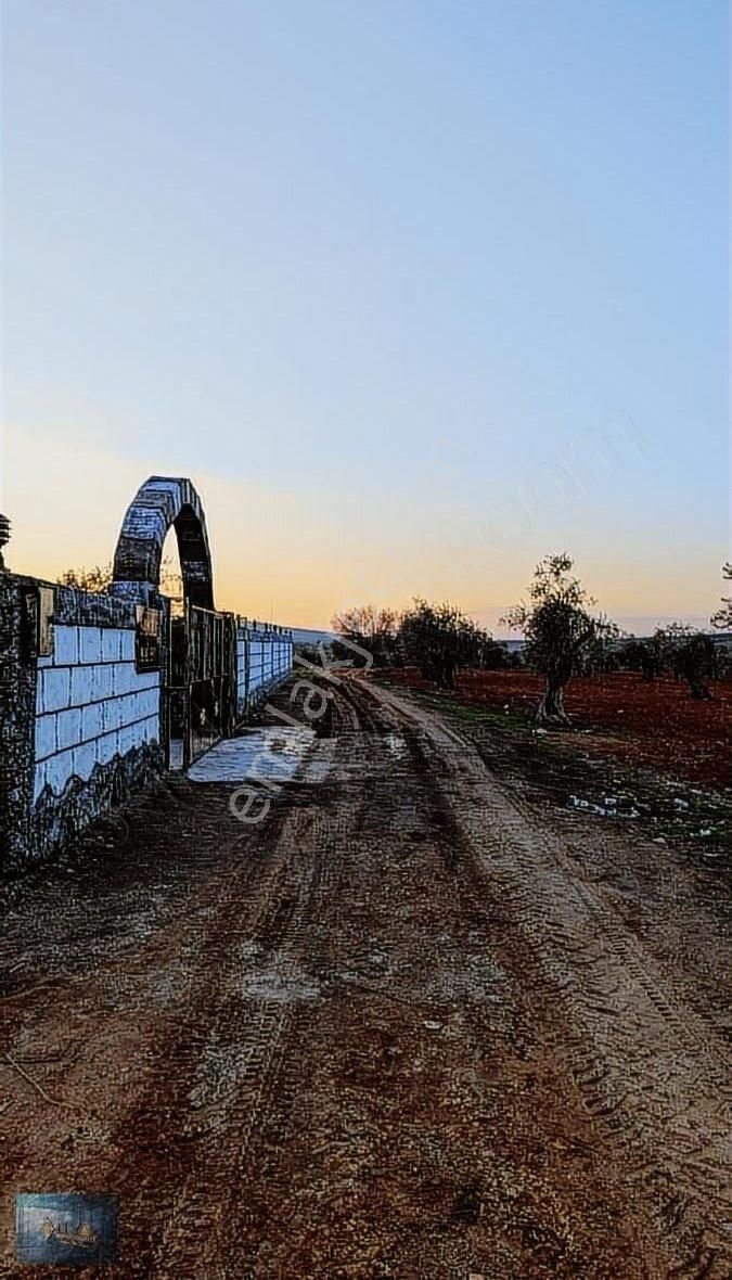 Kilis Merkez Akçabağlar Köyü Satılık Tarla Liva Gayrimenkul'den Bağ Evlik Veya Yatırımlık Fırsat Arazi