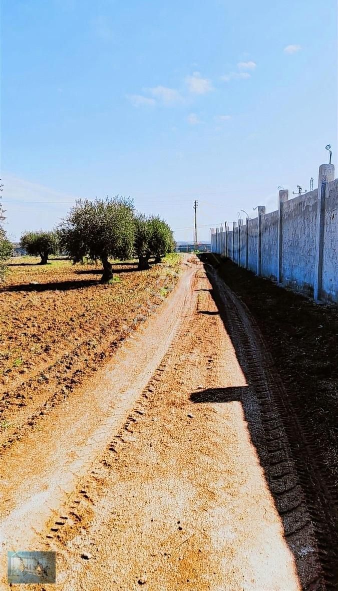 Kilis Merkez Beşikkaya Köyü Satılık Tarla Liva Gayrimenkul'den Antep Yolu Üzerinde Fıstıklık-zeytinlik