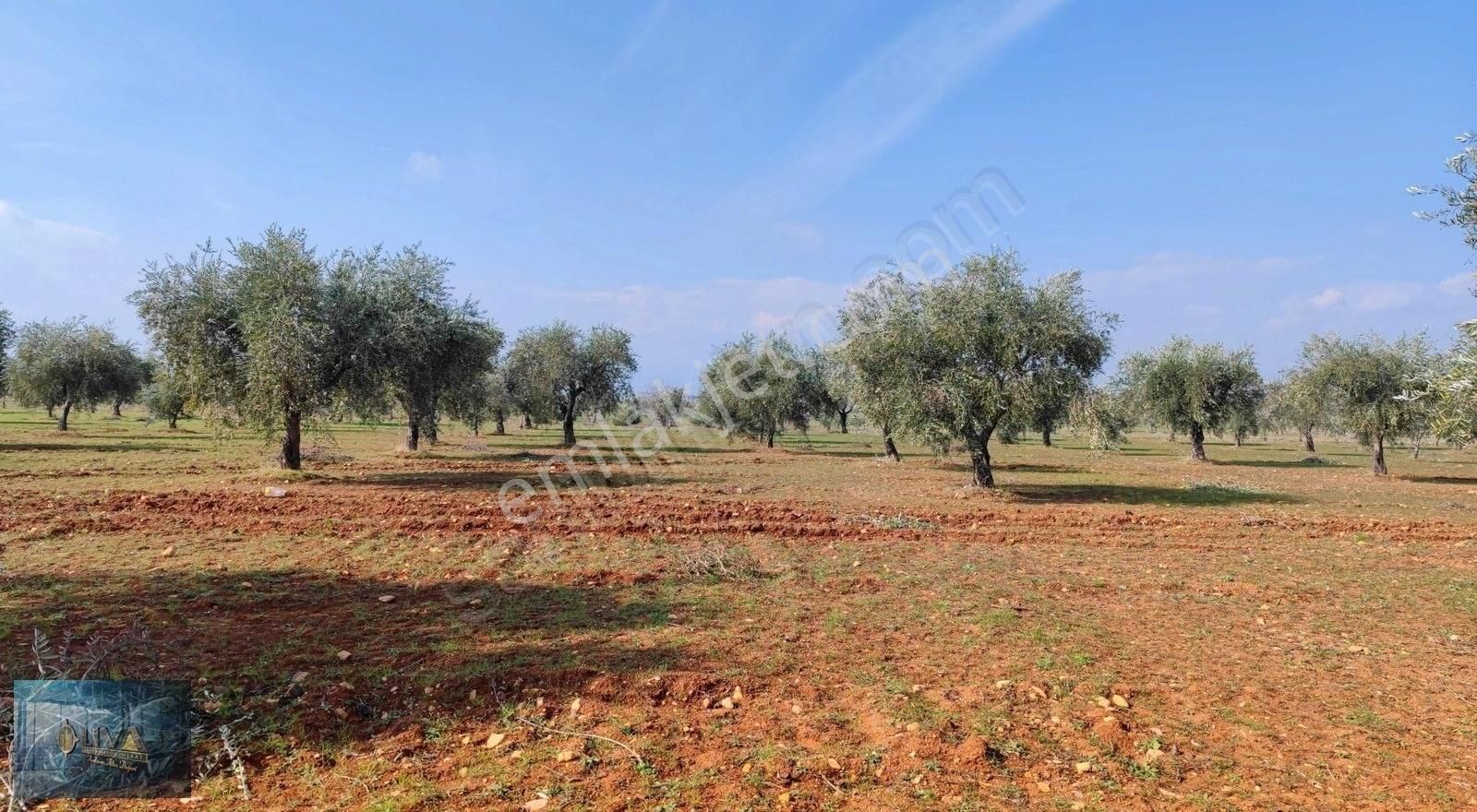 Kilis Merkez Ekrem Çetin Satılık Tarla Liva Gayrimenkul'den İslahiye Yoluna Yakın Satılık Zeytinlikler