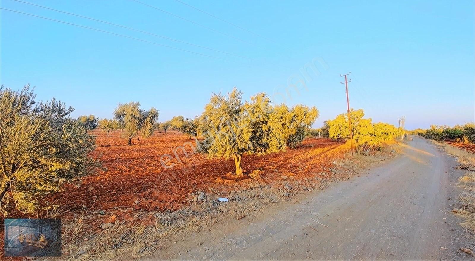 Kilis Merkez Akçabağlar Köyü Satılık Tarla LİVA GAYRİMENKUL'DEN ŞEHİR MANZARALI BAĞ EVLİK SATILIK ARAZİ