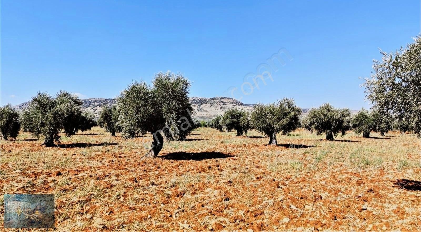 Kilis Merkez Yaşar Aktürk Satılık Tarla KİLİS LİVA GAYRİMENKUL'DEN YENİ HASTANE KARŞISINDA SATILIK ARAZİ