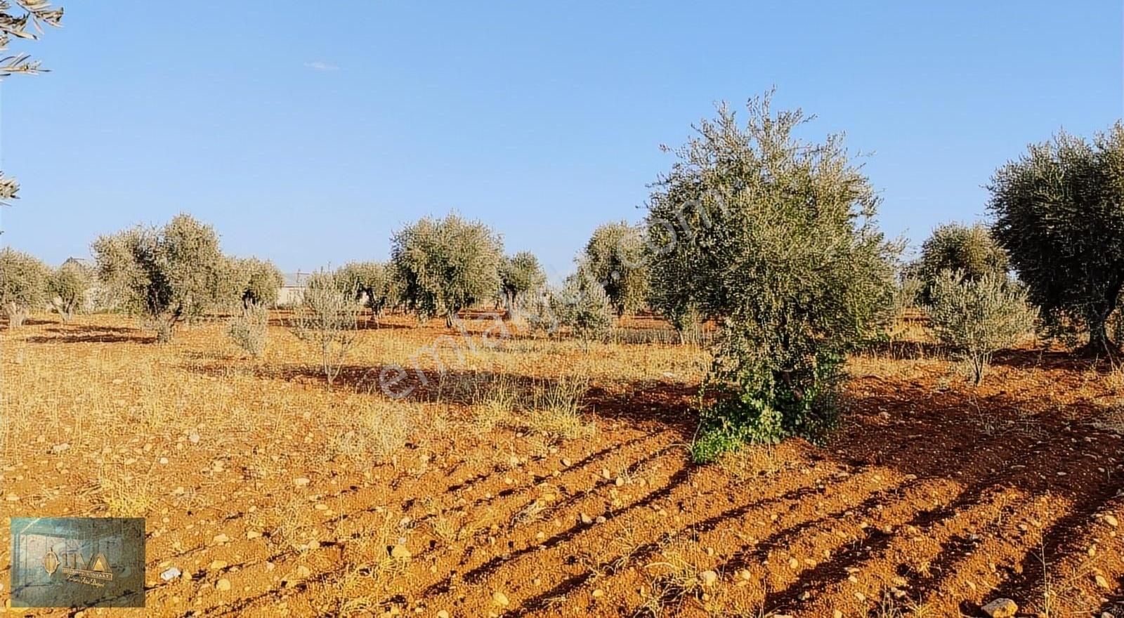 Kilis Merkez Mehmet Abdi Bulut Satılık Tarla LİVA GAYRİMENKUL'DEN ŞEHİR MANZARALI VİLLALIK SATILIK ARAZİ