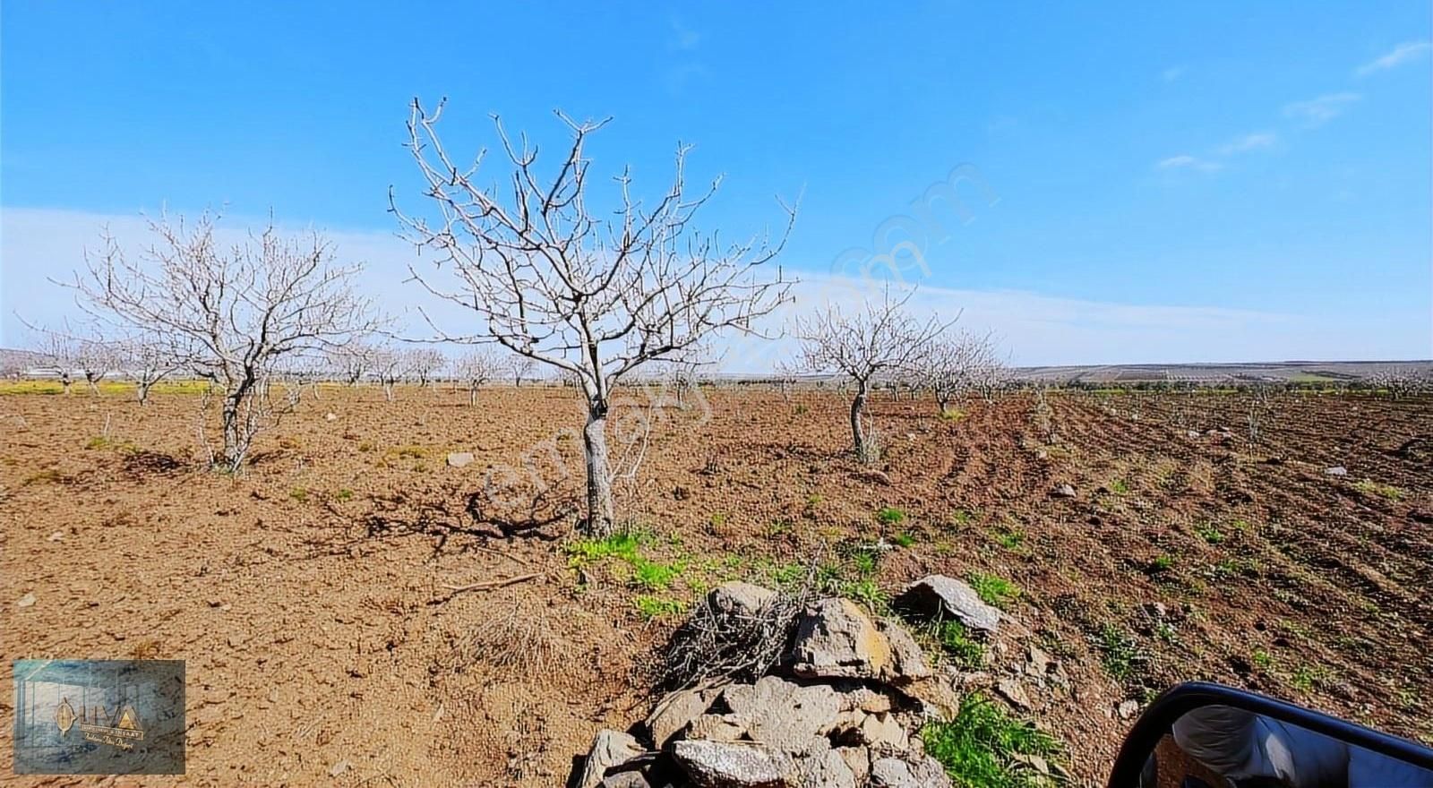 Kilis Merkez Beşikkaya Köyü Satılık Tarla Kilis Liva Gayrimenkul'den Şehir Manzaralı Satılık Fıstıklık