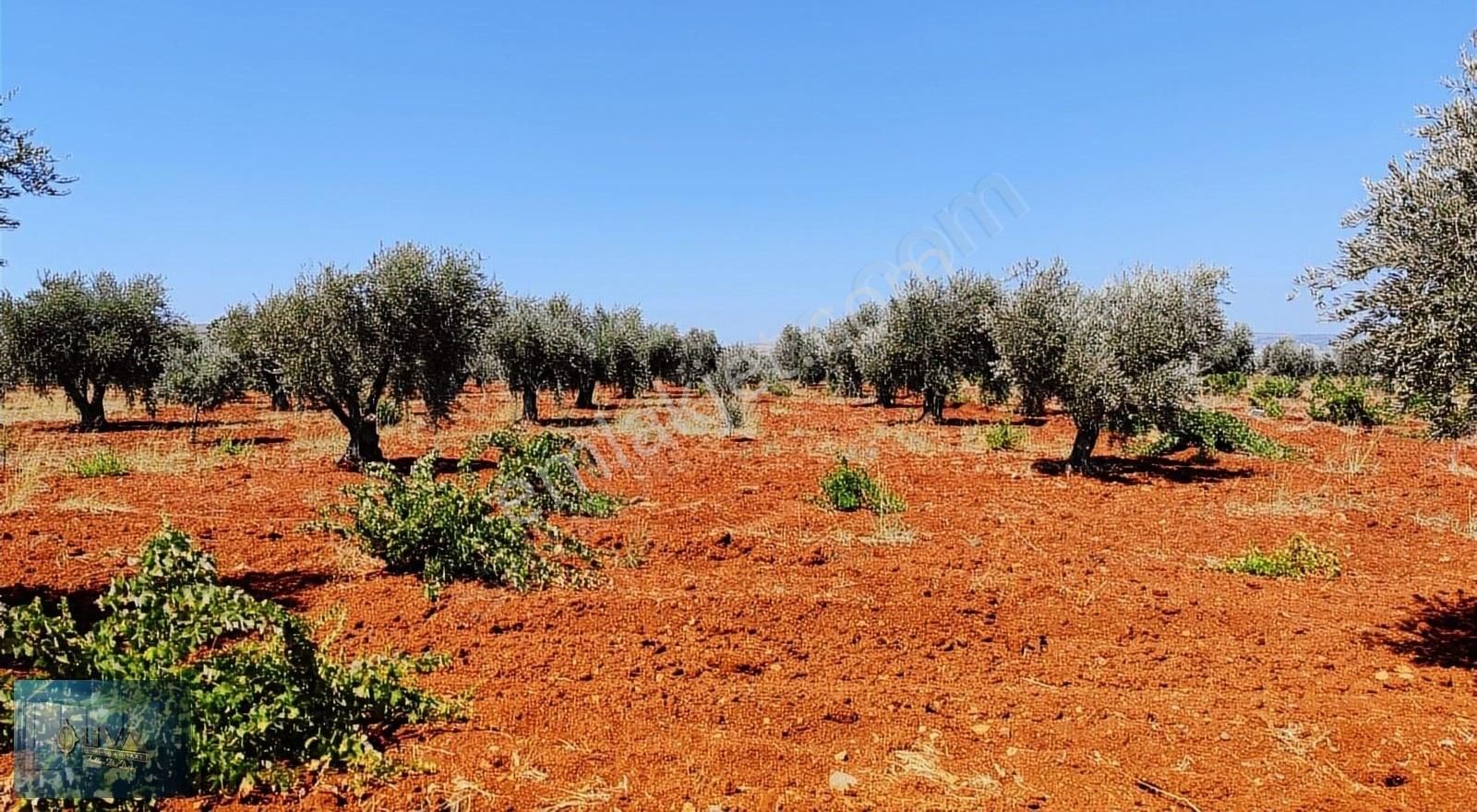 Kilis Merkez Akçabağlar Köyü Satılık Tarla LİVA GAYRİMENKUL'DEN AKÇABAĞLARDA YOLA SIFIR SATILIK ARAZİ