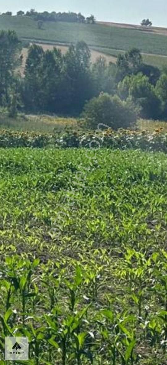 My Ekipdenbursa Yenişehir Orhaniye De Verimli Arazi Yatırımlk - Görsel 2