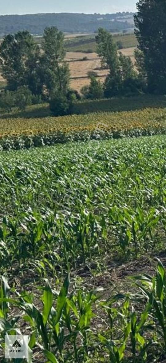 My Ekipdenbursa Yenişehir Orhaniye De Verimli Arazi Yatırımlk - Görsel 4