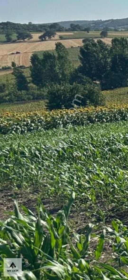 My Ekipdenbursa Yenişehir Orhaniye De Verimli Arazi Yatırımlk - Görsel 15