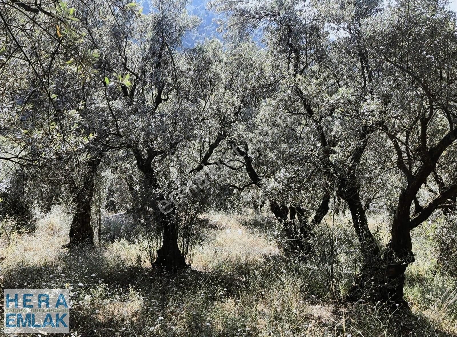 İznik Müşküle Satılık Zeytinlik KELEPİR 560 M2. GÖL MANZARALI. İZNİK GÖLÜNE 500 METRE