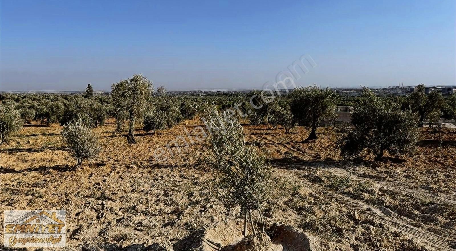 Kilis Merkez Yaşar Aktürk Satılık Zeytinlik EMNİYET GAYRİMENKUL DEN SATLIK BAĞ EVLİK ARAZİ 1200m2