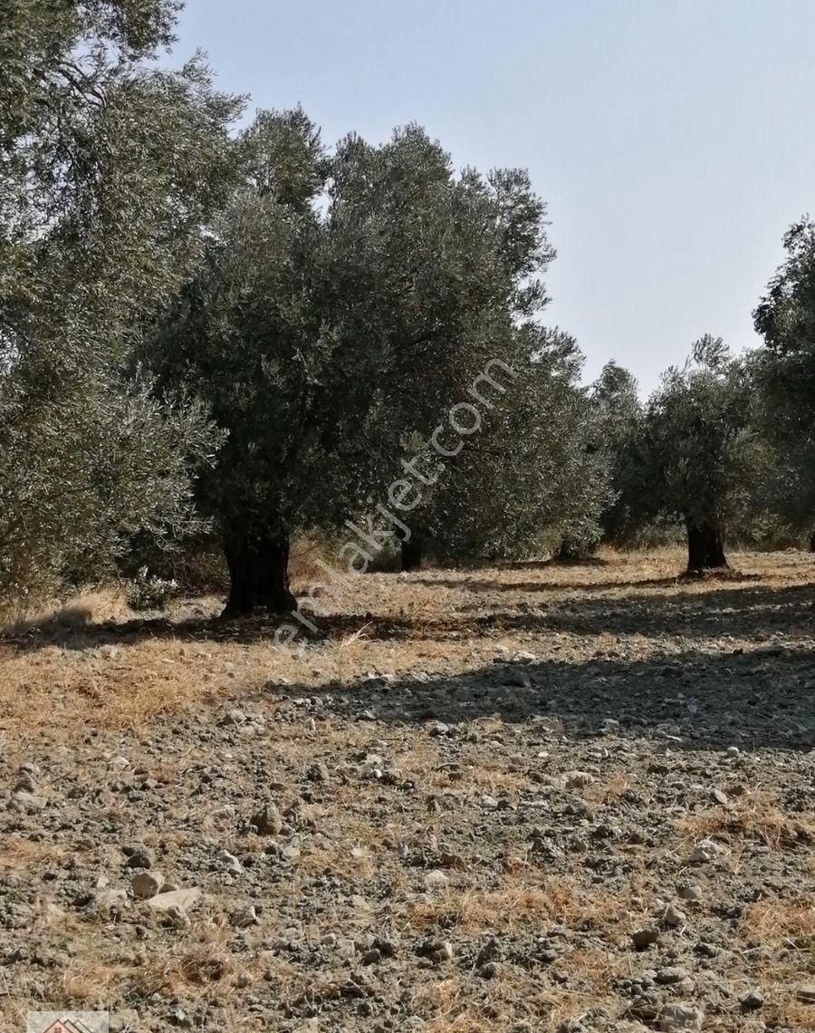 Ayvalık Gazi Kemal Paşa Satılık Zeytinlik Arı Emlak'tan satılık zeytinlik