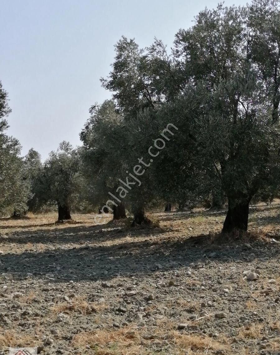 Arı Emlak'tan Satılık Zeytinlik - Görsel 5