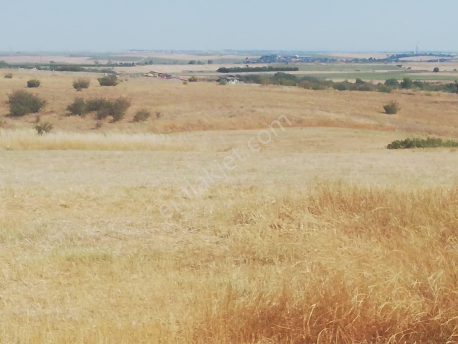 Hayrabolu Lahna Satılık Tarla Tekirdağ Hayrabolu lahana köyü 1750 m2 tarla