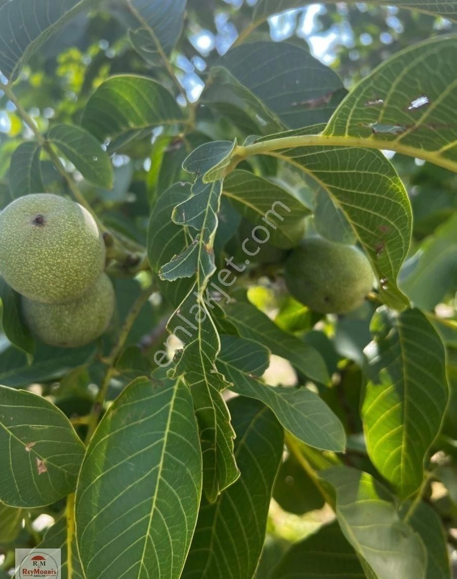 Ağlasun Çınar Satılık Konut İmarlı Burdur Ağlasun İlçe Merkezinde İmarlı Arsa