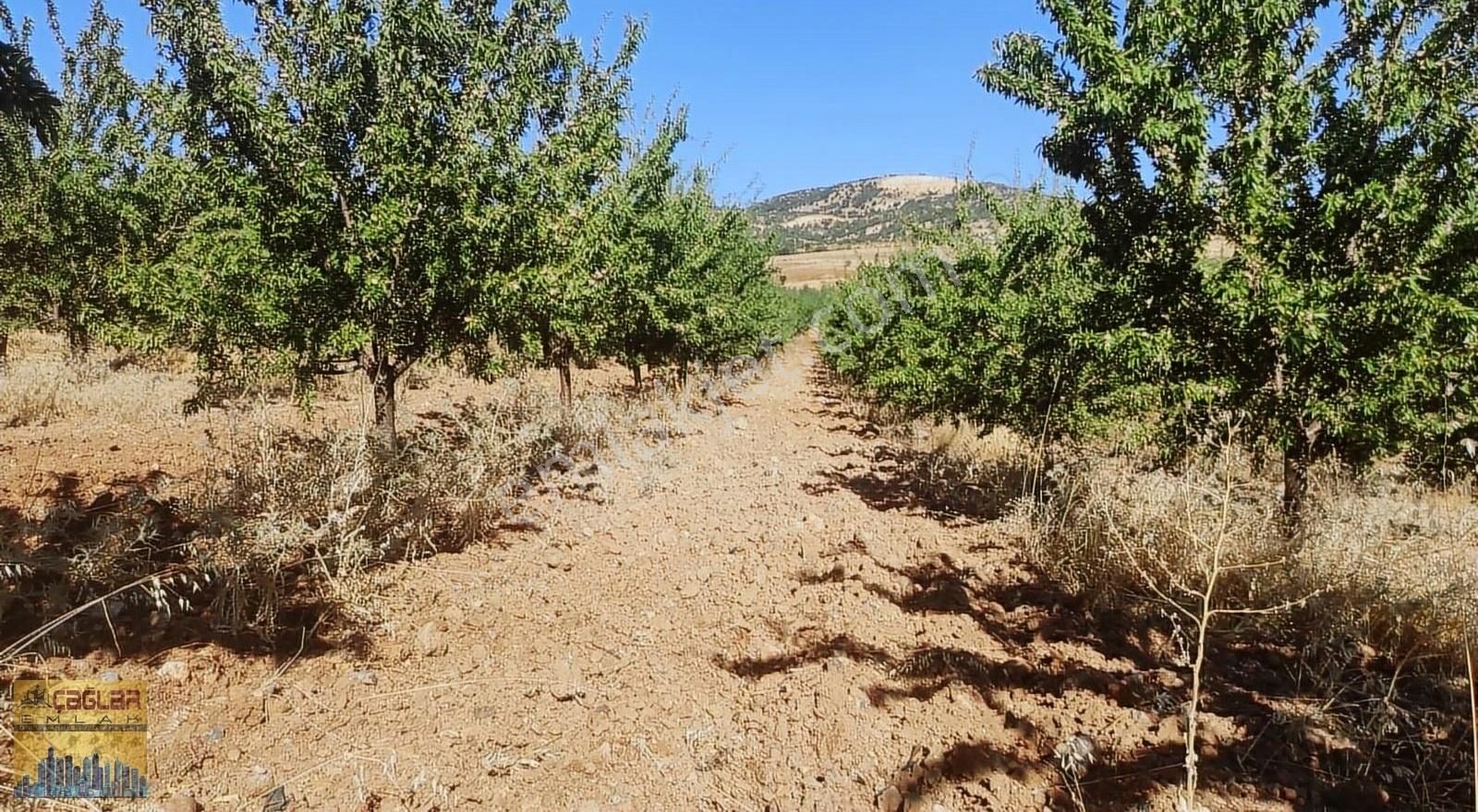 Gölbaşı Balkar Bld. (Asfalt) Satılık Bağ & Bahçe GÖLBAŞI ÇAĞLAR EMLAKTAN SATILIK BADEM BAHÇESİ BALKAR 18.500 DNÜM