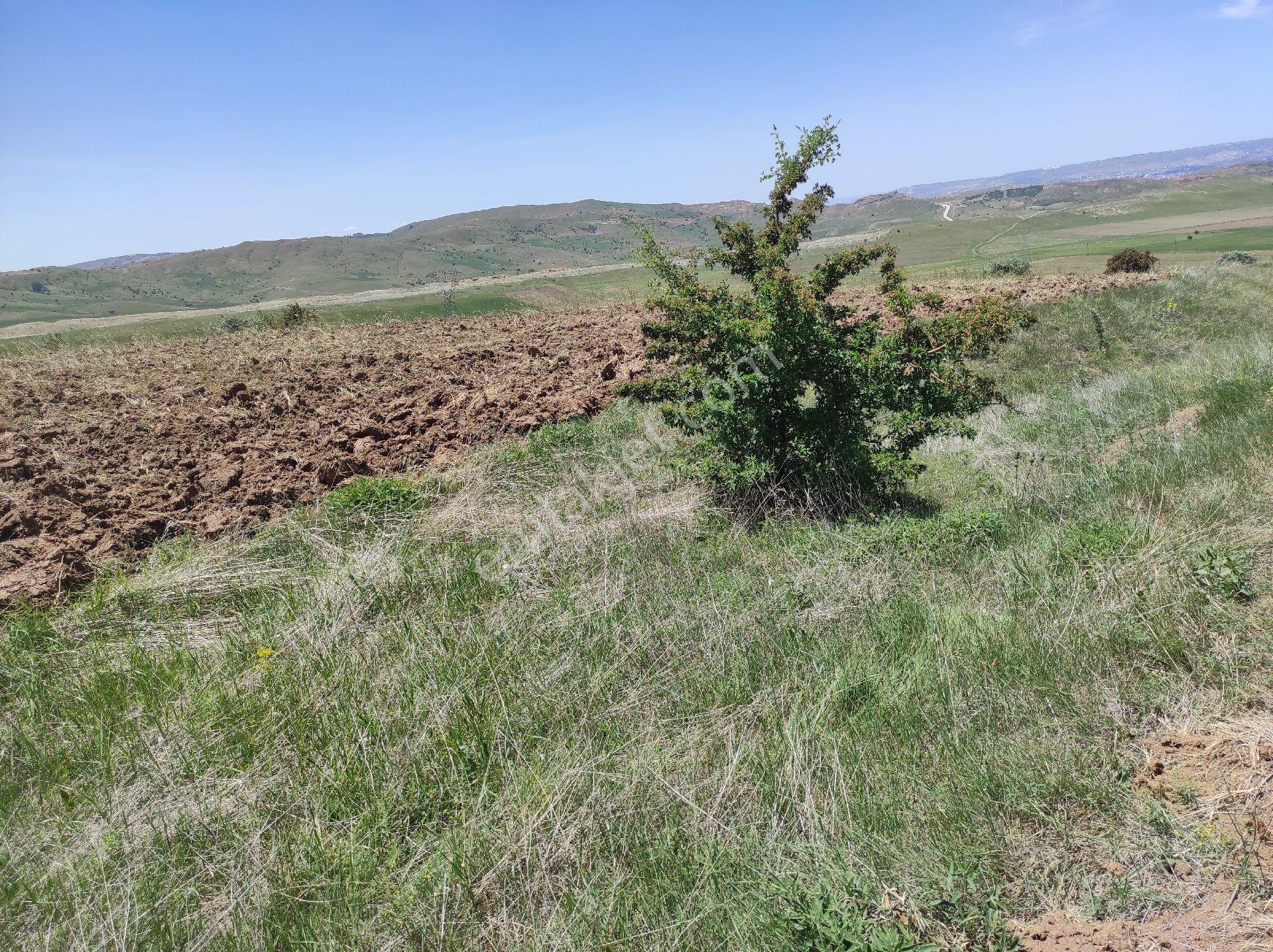 Bingol Koyu 10360 Metre Kare Tarla - Görsel 7