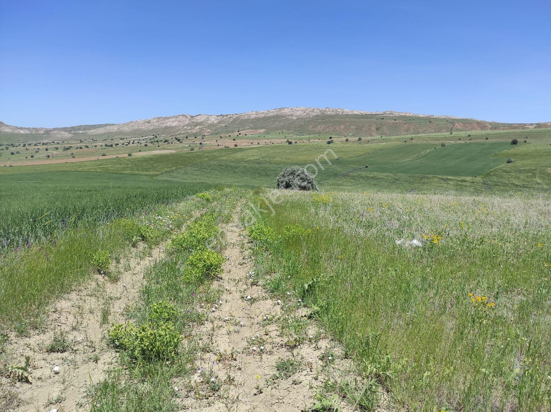 Sivas Merkez Bingöl Köyü Satılık Tarla Bingol Koyu 10360 Metre Kare Tarla