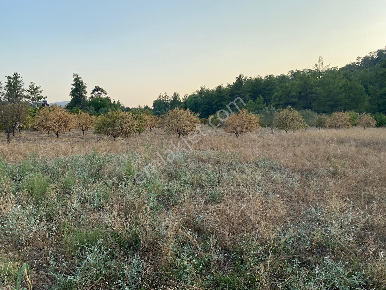 Köyceğiz Beyobası Satılık Tarla ERAY EMLAKTAN KÖYCEĞİZ BEYOBASINDA 1386m2 SATILIK TARLA