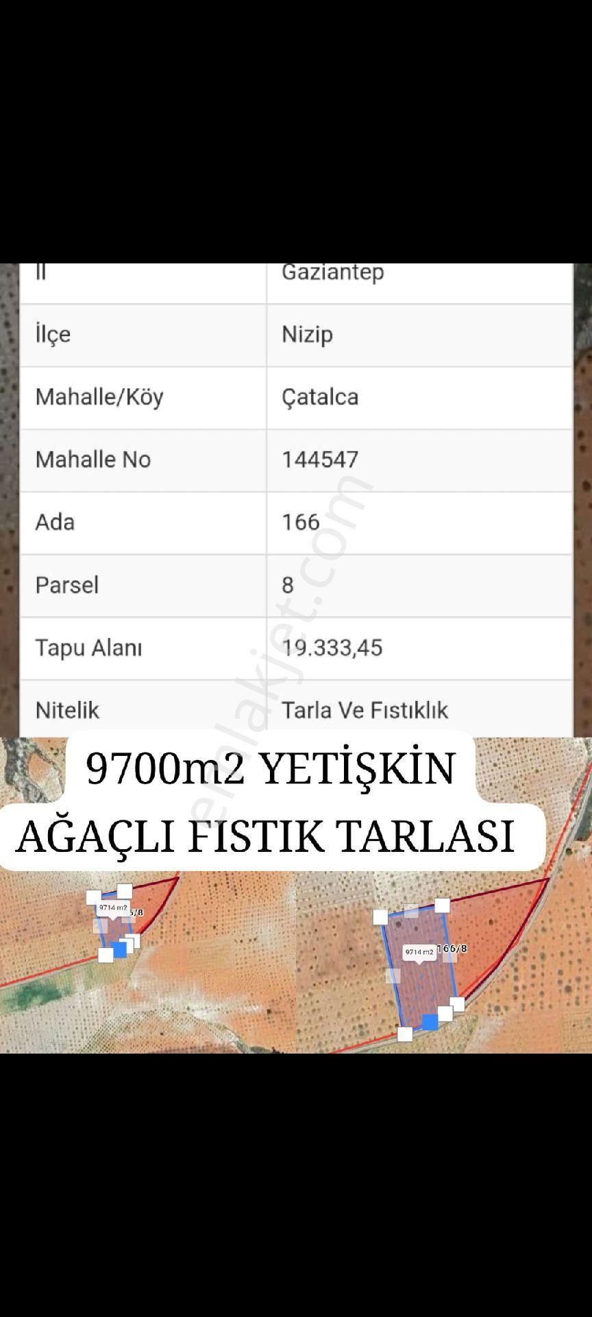 Nizip Çatalca Satılık Tarla ASFALT ÜSTÜ SATILIK FISTIK TARLASI İNCİR AĞACI ÜZÜM BAĞI MEVCUT TARLANIN İÇİNDE 