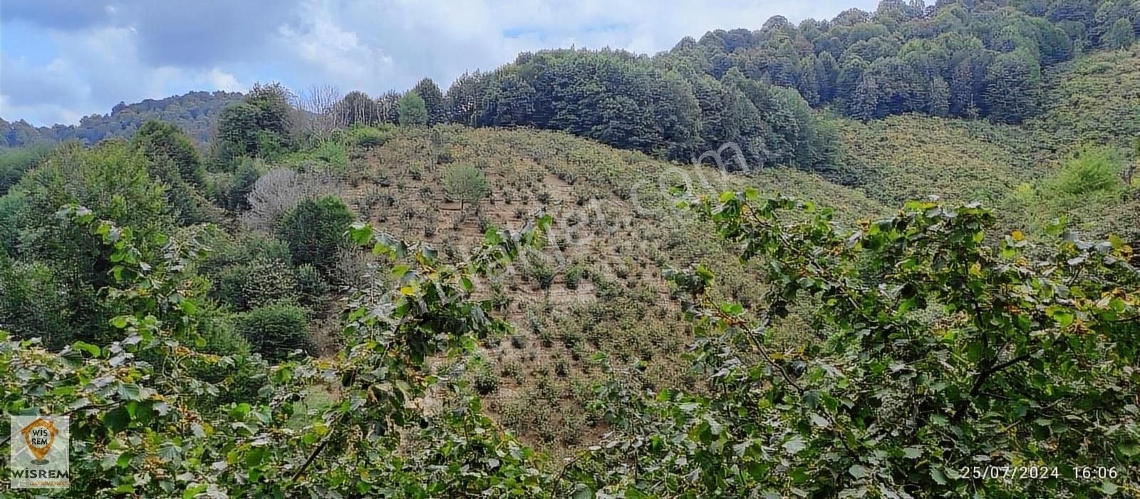 Akçakoca Çiçekpınar Köyü Satılık Tarla Fındık Bahçesi Deniz-orman Manzaralı Ana Yola Yakın Orman Sınırı