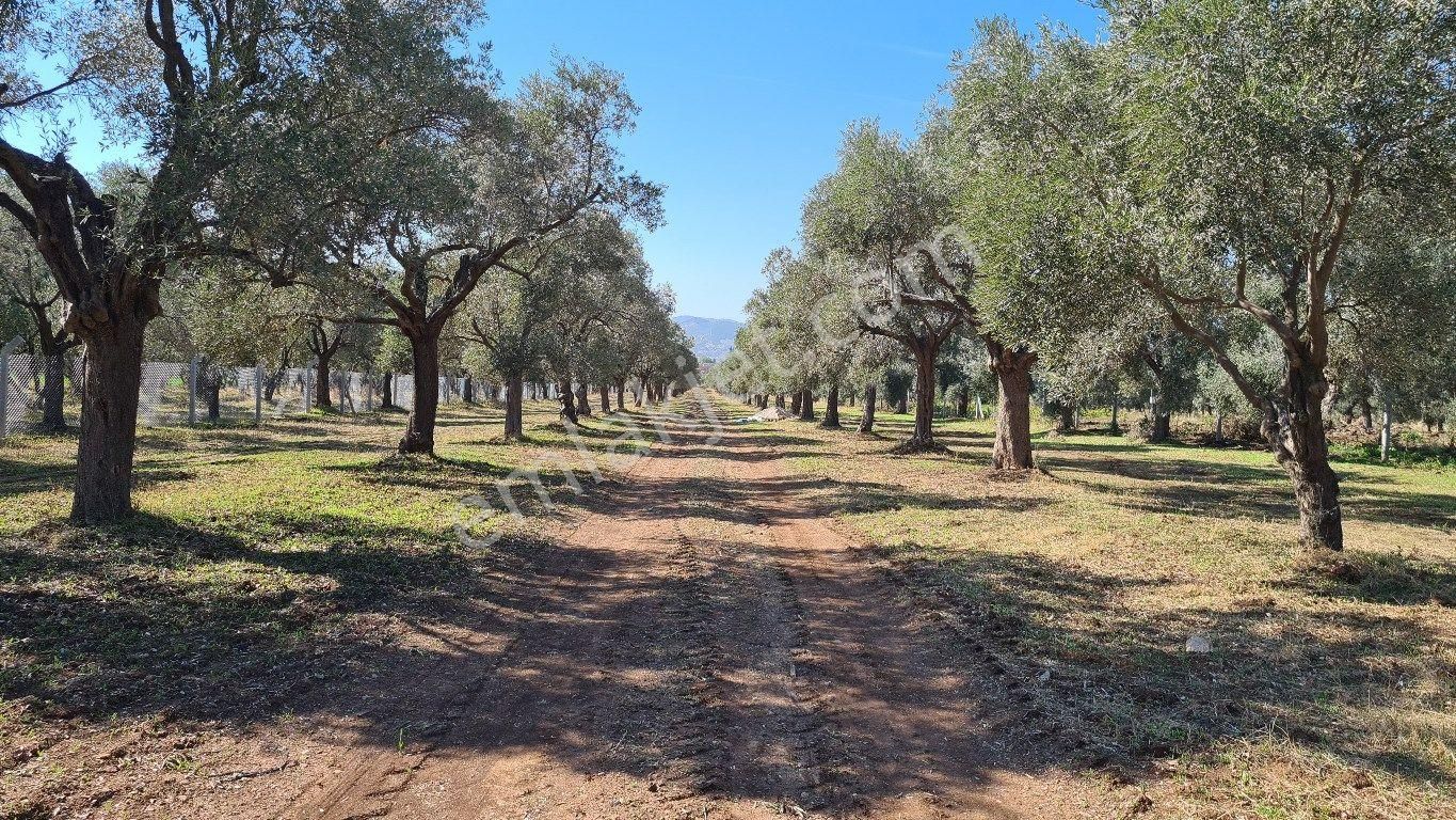 Milas Ağaçlıhüyük Satılık Zeytinlik Milas Ağaçlıhüyük Te Satılık Bakımlı Zeytinlik