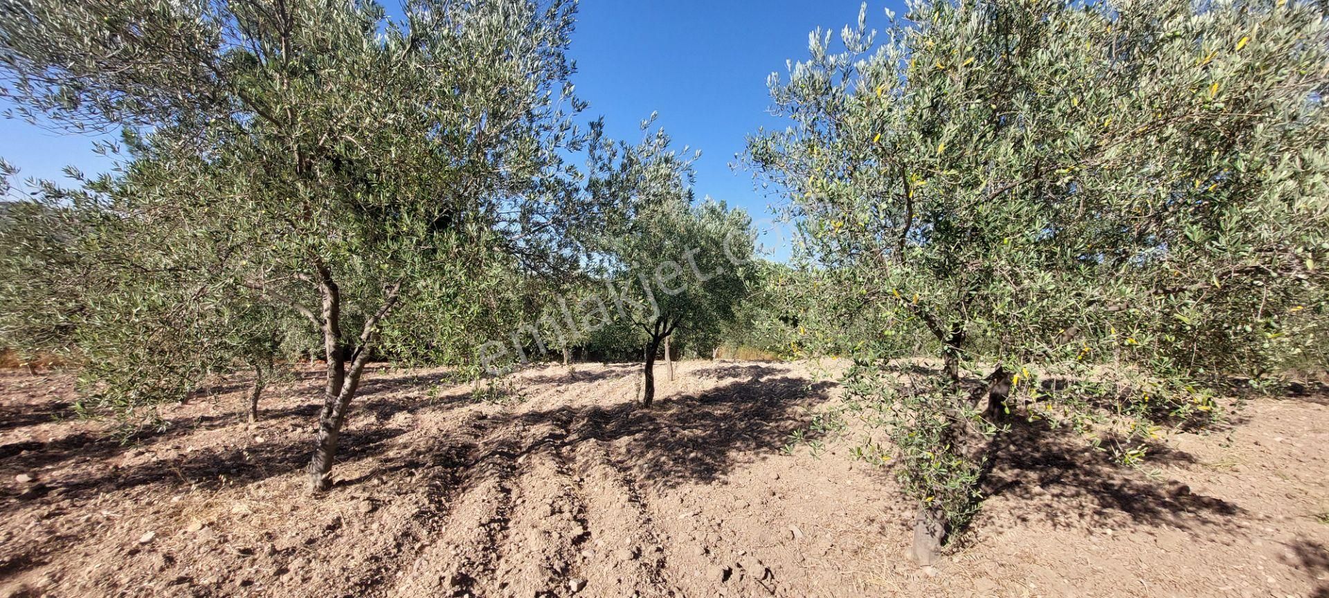 Bergama Koyuneli Satılık Zeytinlik  AFACAN dan Koyuneli de Asfalta Yakın Satılık Bakımlı Zeytinlik