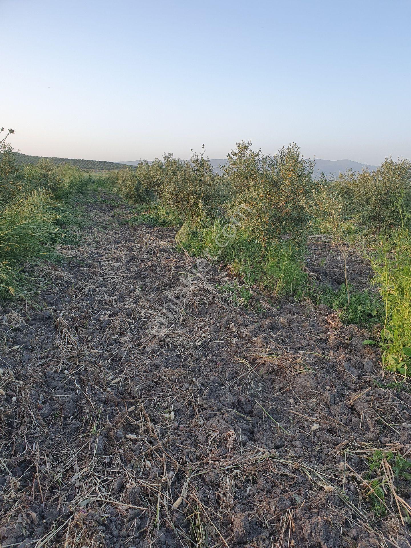 5399 Mt Kare Zeytinlik Uygun Fiyata - Görsel 33