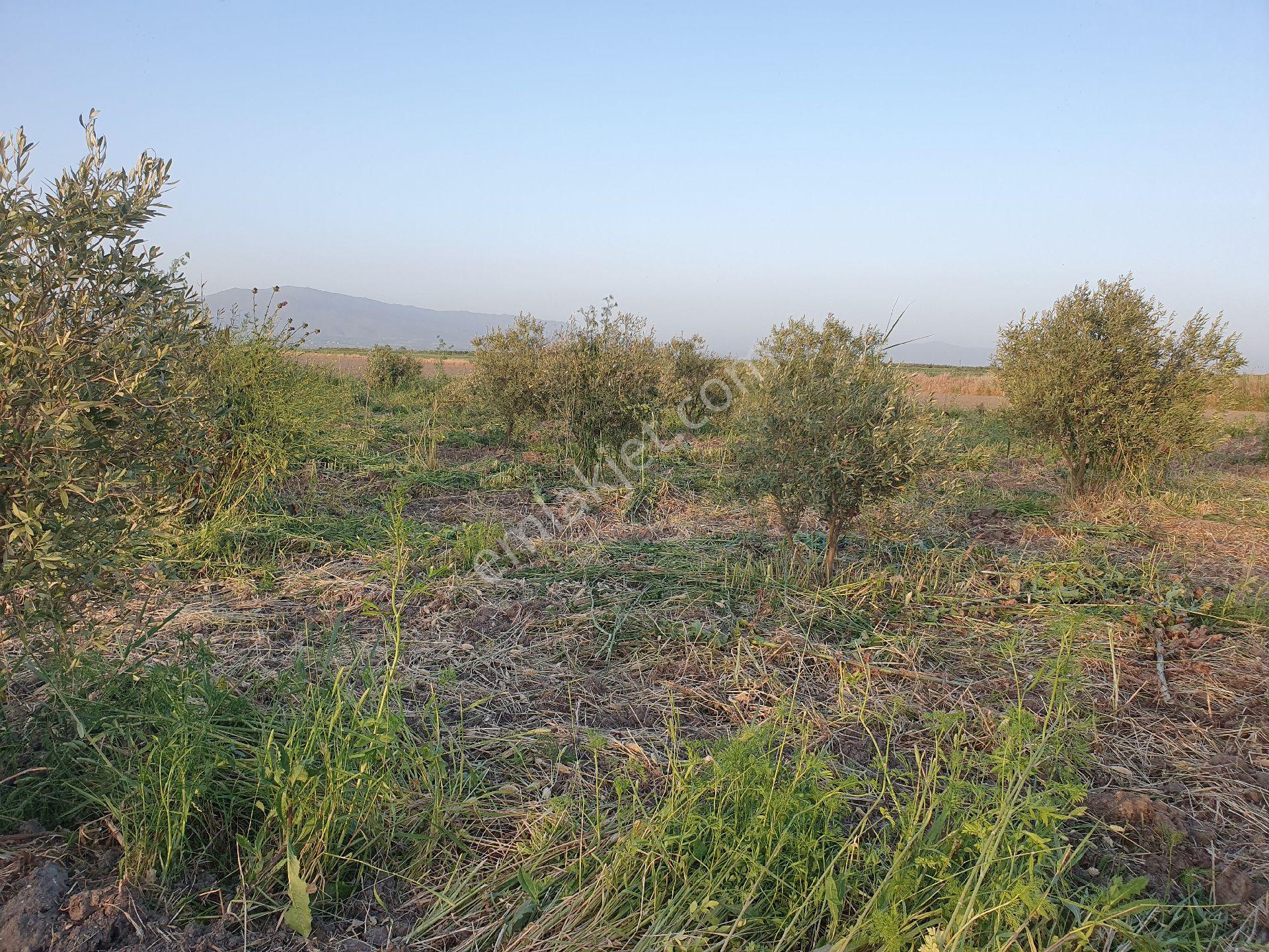 5399 Mt Kare Zeytinlik Uygun Fiyata - Görsel 18