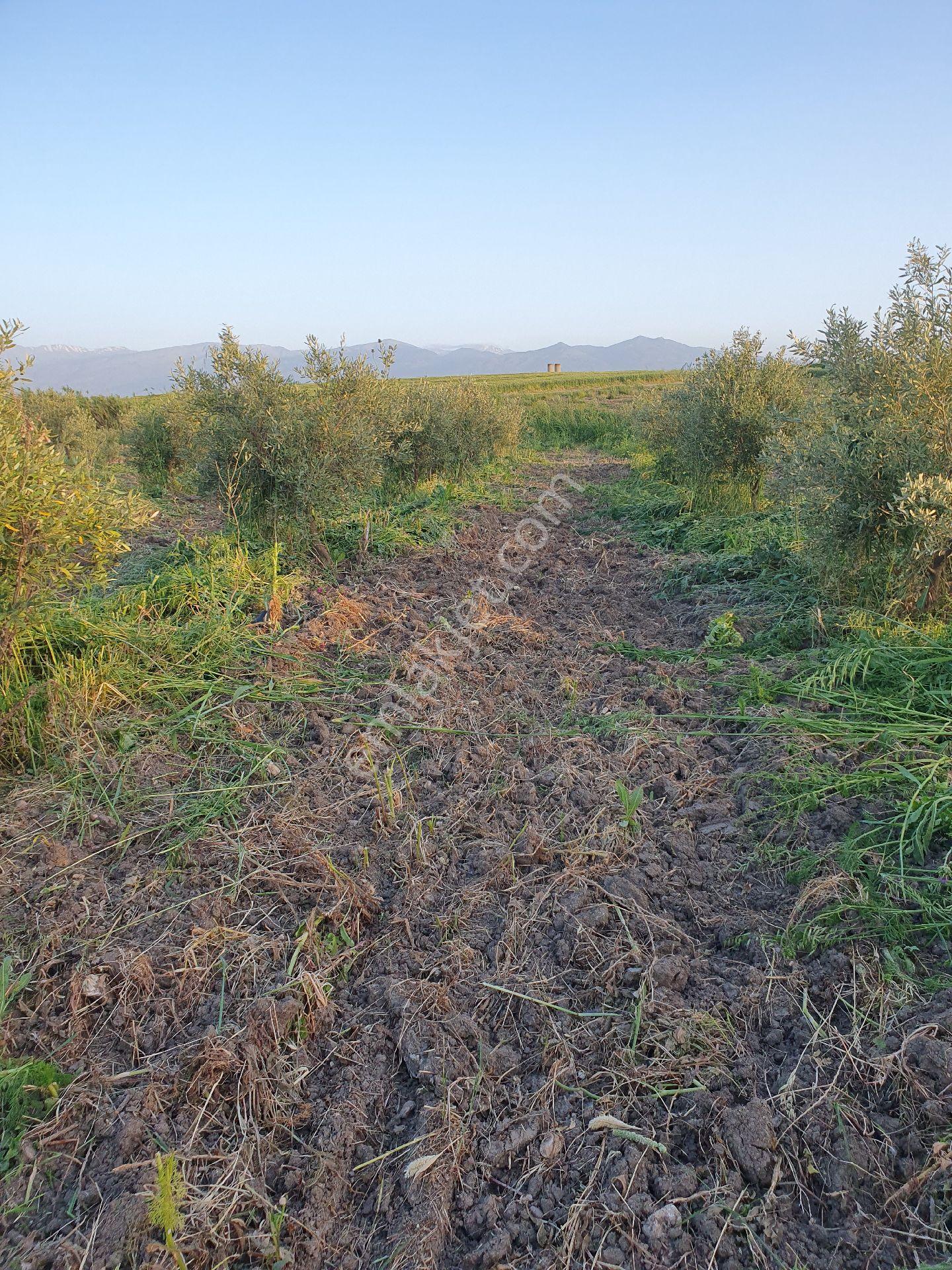 5399 Mt Kare Zeytinlik Uygun Fiyata - Görsel 34