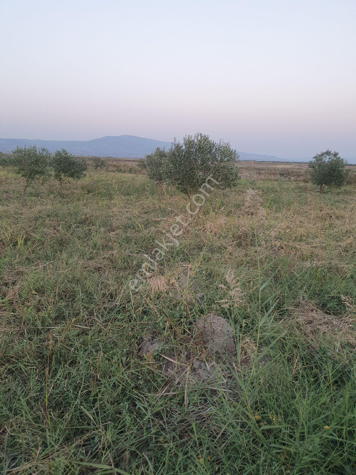 5399 Mt Kare Zeytinlik Uygun Fiyata - Görsel 3