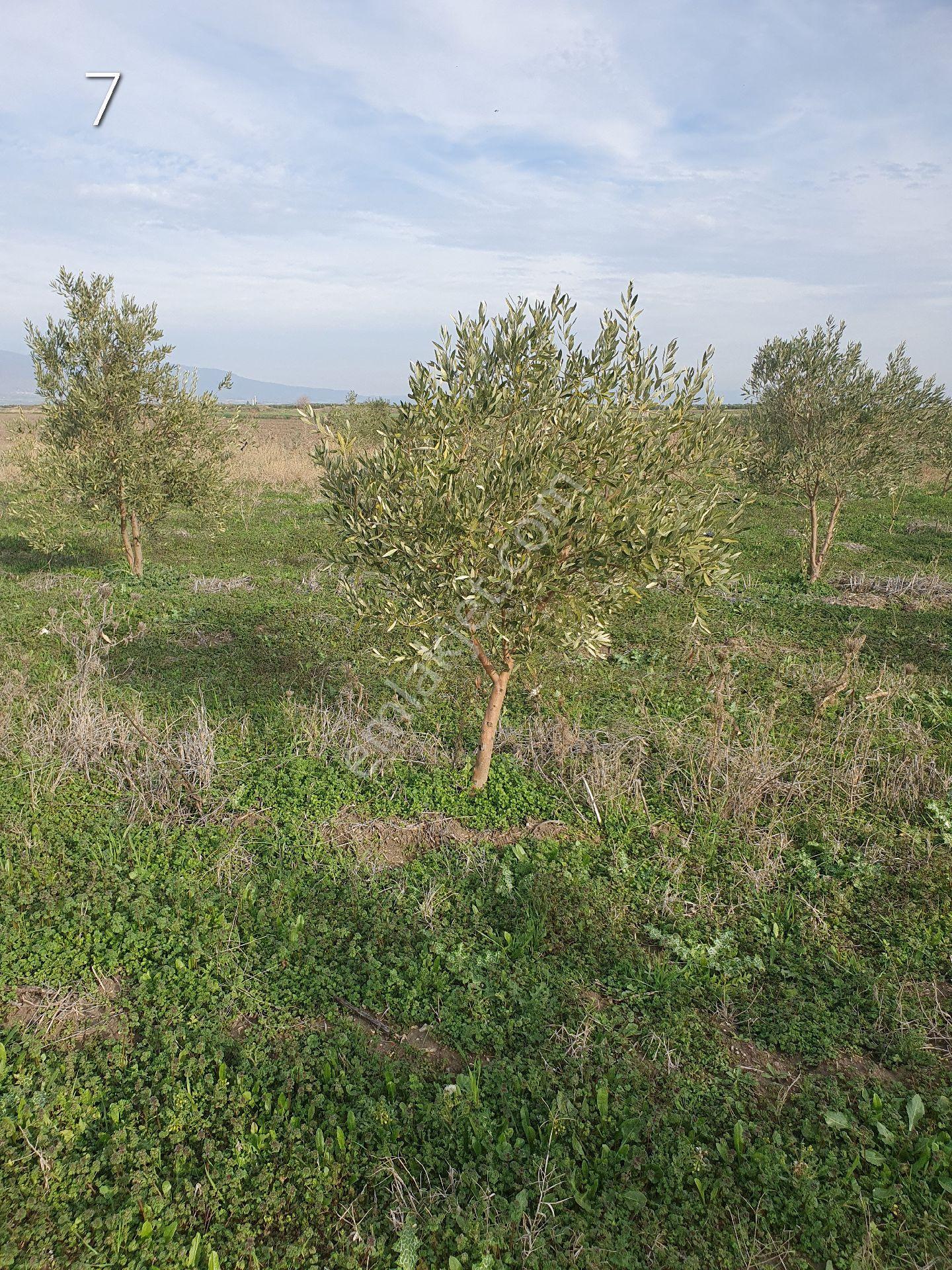 5399 Mt Kare Zeytinlik Uygun Fiyata - Görsel 10
